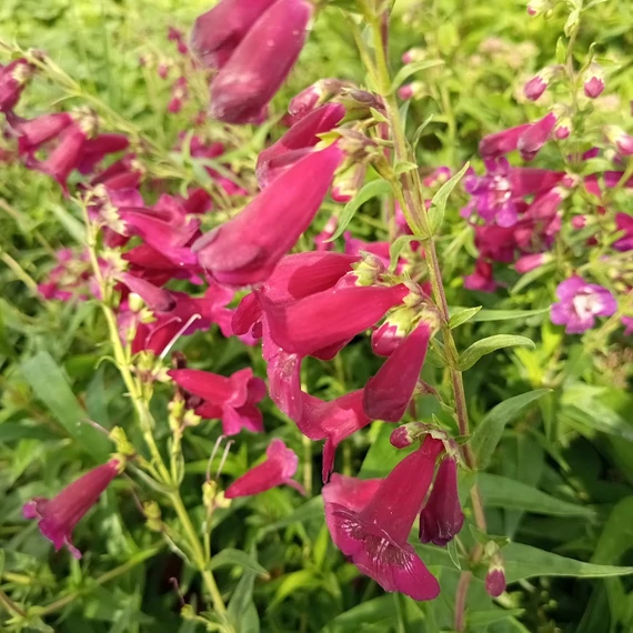 vörösvirágú bugatölcsér évelő Penstemon Rich Ruby