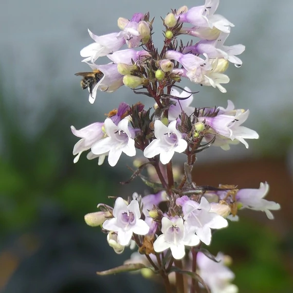 fehérvirágú évelő bugatölcsér Penstemon digitalis Husker Red