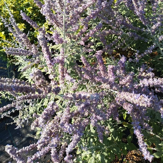 ezüstös levelű sudárzsálya Perovskia atriplicifolia Silvery Blue