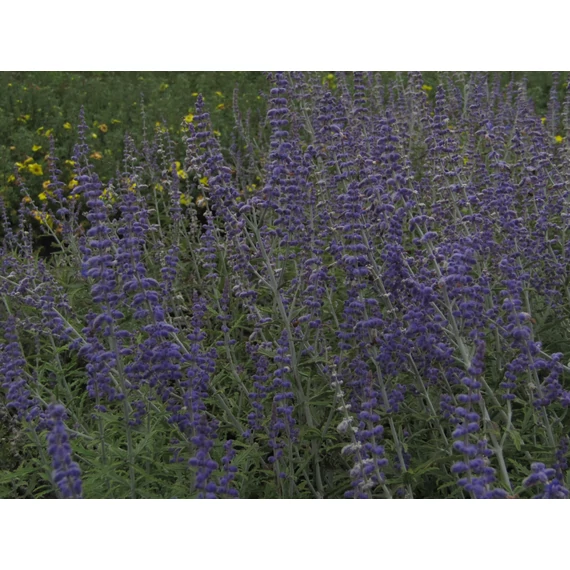 Perovskia atriplicifolia Blue Spire (Sudárzsálya)