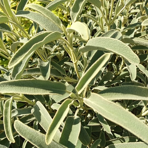 cserjés macskahere félcserje Phlomis fruticosa