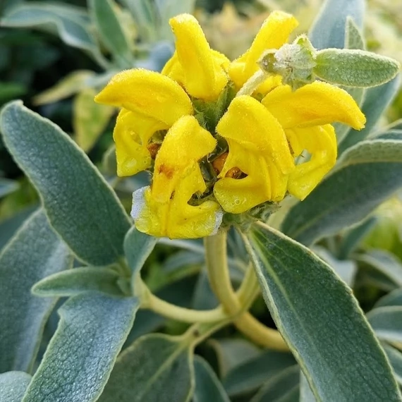 cserjés macskahere félcserje Phlomis fruticosa