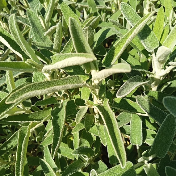 rózsaszín virágú macskahere félcserje Phlomis purpurea