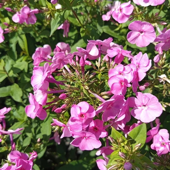 lila bugás lángvirág Phlox amplifolia Minnehaha
