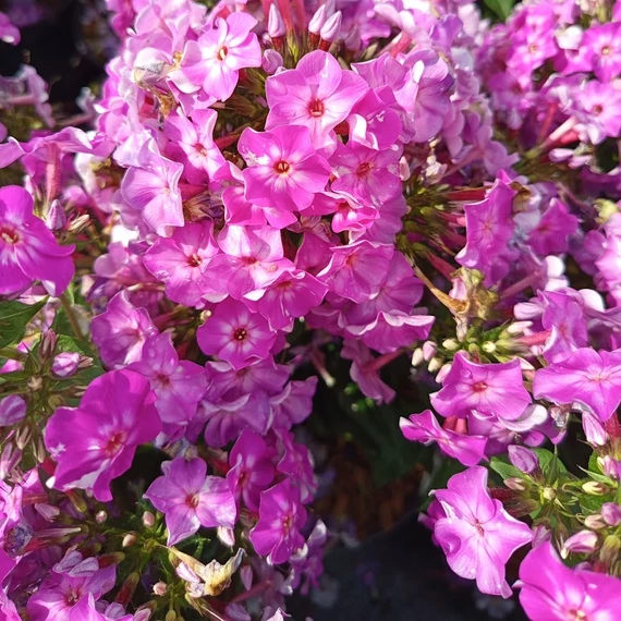 lilavirágú bugás lángvirág évelő Phlox paniculata Early Purple Eye