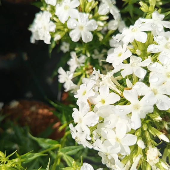 fehér bugás lángvirág évelő Phlox paniculata Early White