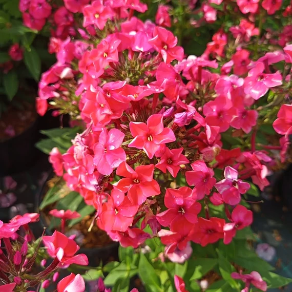 sötétrózsaszín bugás lángvirág évelő Phlox paniculata Flame Watermelon