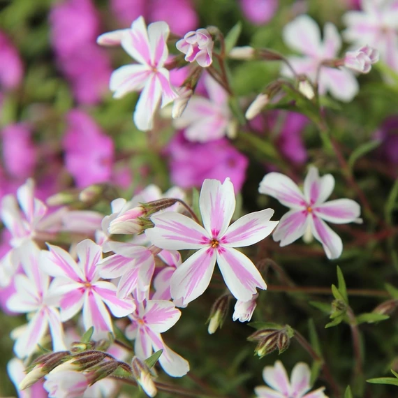 árlevelű lángvirág évelő Phlox subulata Candy Stripes