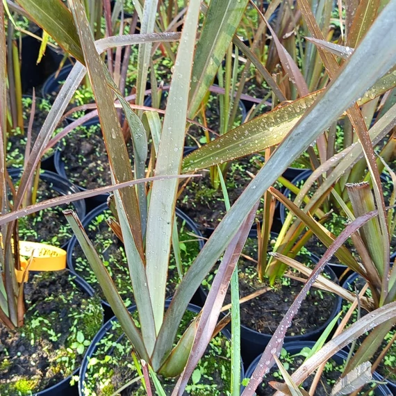 bordólevelű tengerparti vászonliliom Phormium tenax Atropurpureum