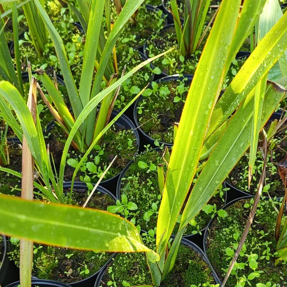 tengerpari vászonliliom Phormium tenax