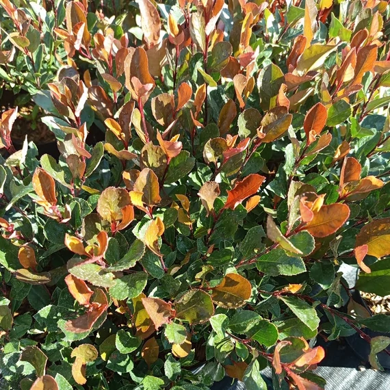 törpe korallberkenye cserje Photinia x fraseri Little Fenna