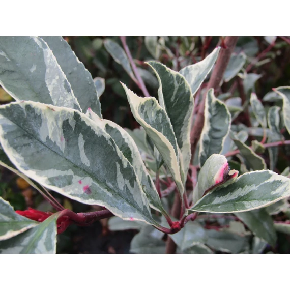 Photinia x fraseri Pink Marble (Tarkalevelű korallberkenye)