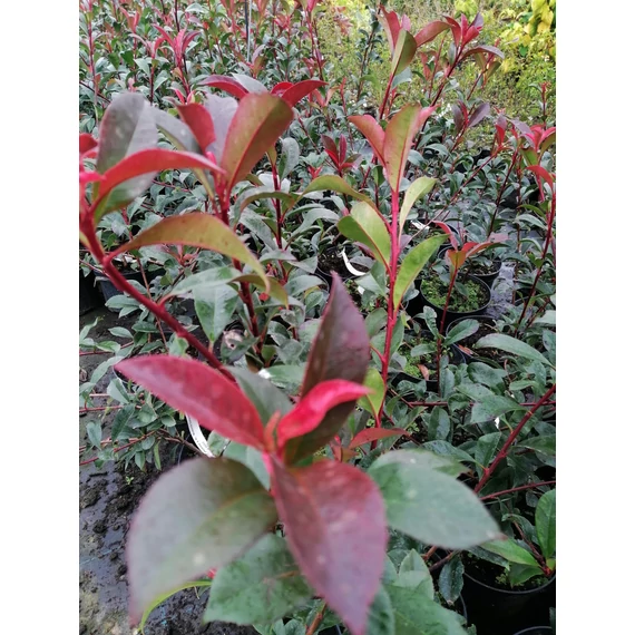 Photinia x fraseri Robusta Compacta (Bordólevelű korallberkenye)