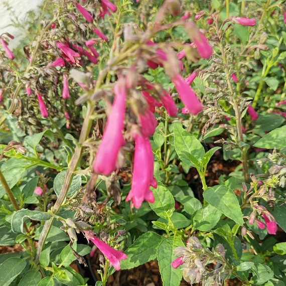fokföldi fukszia évelő Phygelius capensis Candy Drops Deep Rose