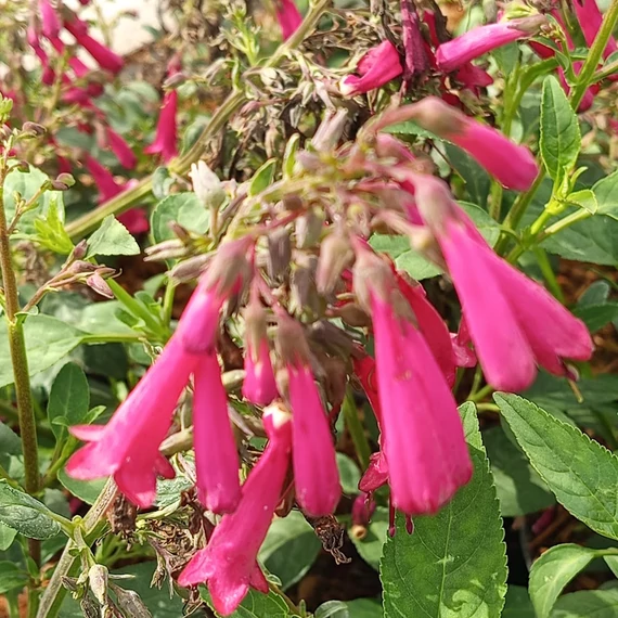 fokföldi fukszia évelő Phygelius capensis Candy Drops Deep Rose