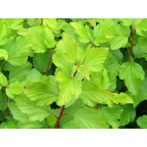 Physocarpus opulifolius Dart’s Gold (Sárgalevelű hólyagvessző)