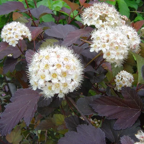Physocarpus opulifolius Diabolo (Bordólevelű hólyagvessző)