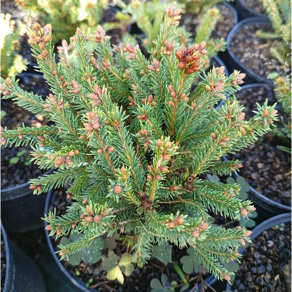 törpe lucfenyő Picea abies Barryi