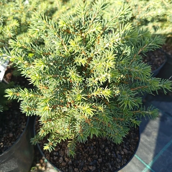 törpe fészeklucfenyő Picea abies Little Gem