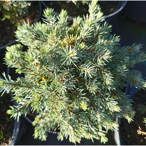 törpe gömb cukorsüvegfenyő Picea glauca Echiniformis