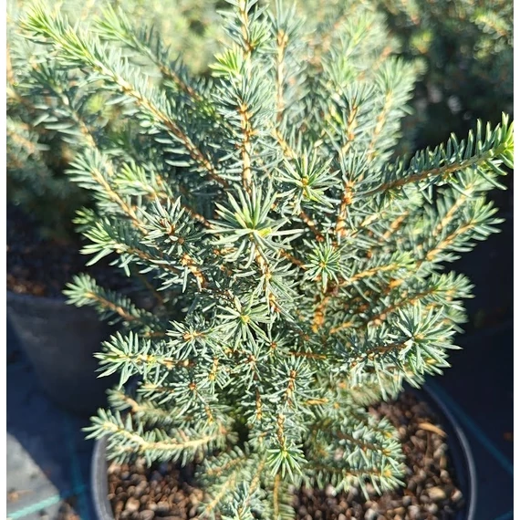 törpe gömb szerb lucfenyő Picea omorika Karel