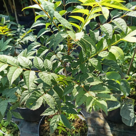 kassziafa Picrasma quassioides
