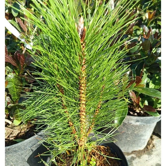 oszlopos feketefenyő Pinus nigra Pyramidalis
