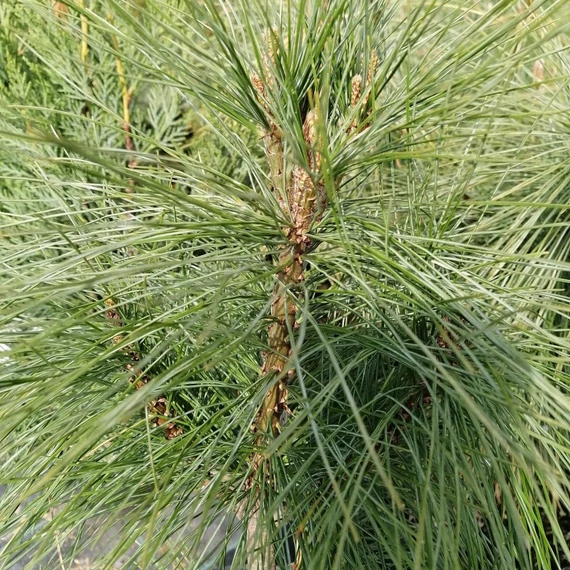 hosszútűjű selyemfenyő Pinus wallichiana