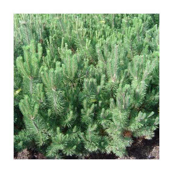 Pinus mugo var. Pumilio (Havasi törpefenyő)