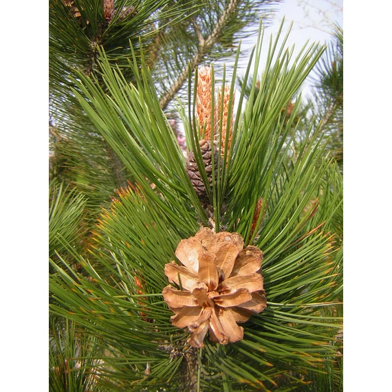 Pinus nigra var. Austriaca (Feketefenyő)