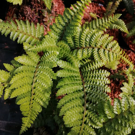 árnyéki évelő vesepáfrány Polystichum polyblepharum