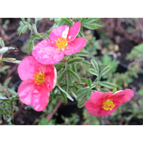 Potentilla fruticosa Bellissima (Rózsaszín virágú cserjés pimpó)