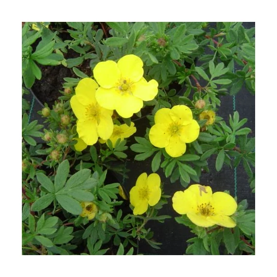 Potentilla fruticosa Goldfinger (Sárga virágú cserjés pimpó)