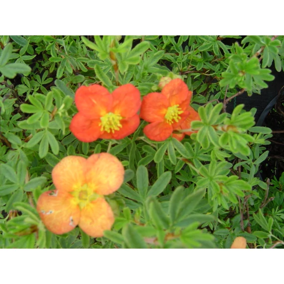 Potentilla fruticosa Tangerine (Narancssárga virágú cserjés pimpó)