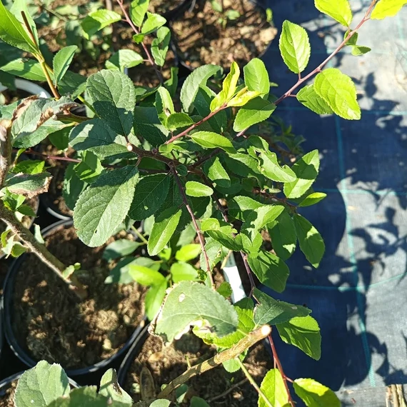 kökény bokor Prunus spinosa