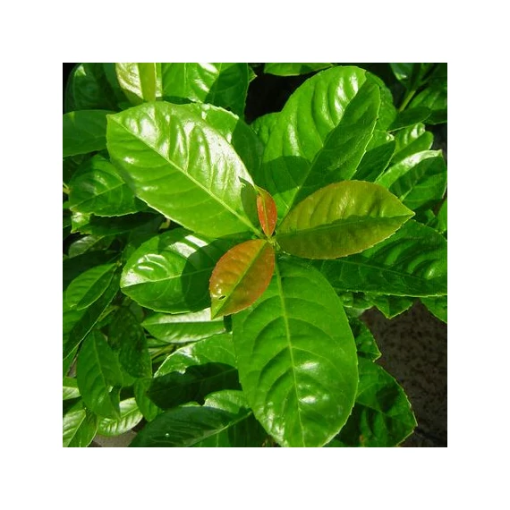 Prunus laurocerasus Etna (Babérmeggy)