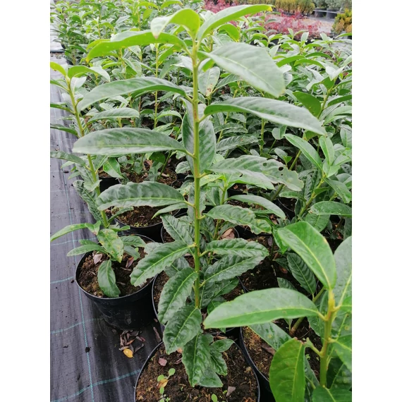 Prunus laurocerasus Genolia (Oszlopos babérmeggy)