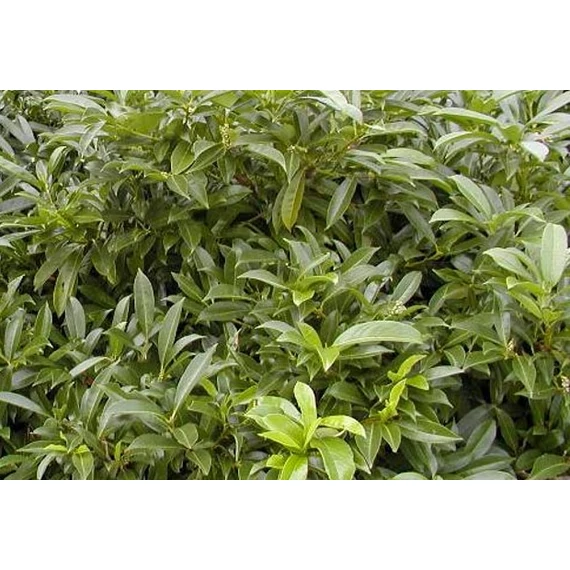 Prunus laurocerasus Polster (Talajtakaró babérmeggy)