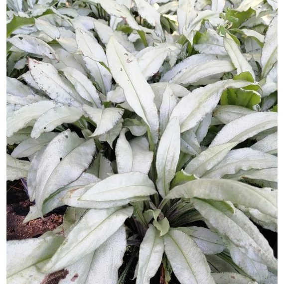 ezüstlevelű tüdőfű évelő Pulmonaria Diana Clare