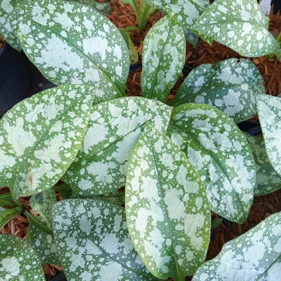 tüdőfű évelő Pulmonaria saccharata Reginald Kaye