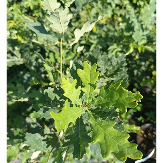 molyhos tölgy fa Quercus pubescens