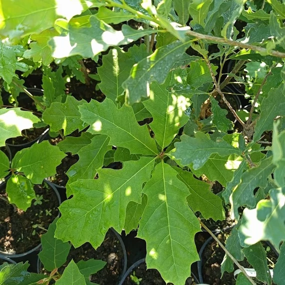 vörös tölgy Quercus rubra