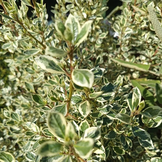 tarkalevelű olasz varjútövis Rhamnus alaternus Argenteovariegata