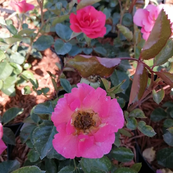 Rózsa floribunda Rosa Kordes Flamingo