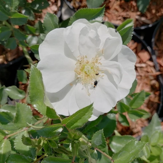 fehér floribunda ágyásrózsa Rosa KORDES Innocencia