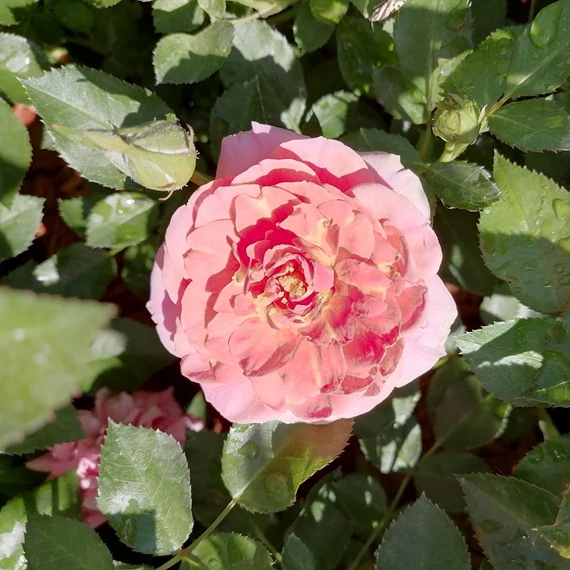 lazasrózsaszín minirózsa Rosa KORDES Mandarin