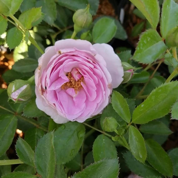 halványlila floribunda ágyásrózsa Rosa Kordes Nautica