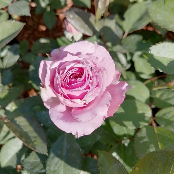 halványlila floribunda ágyásrózsa Rosa Kordes Novalis