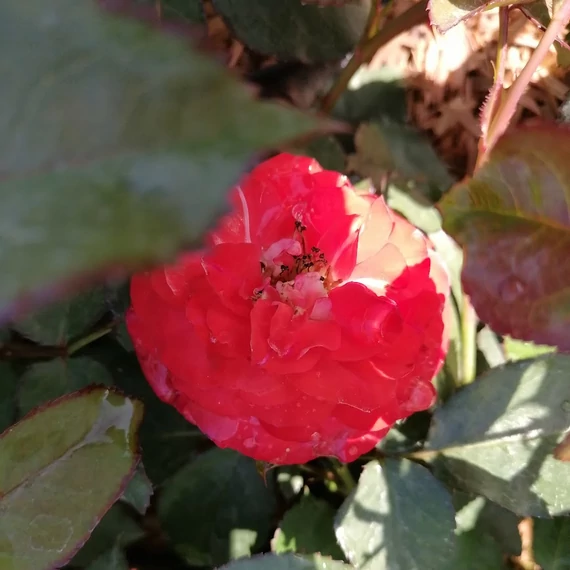 vörös-fehér floribunda ágyásrózsa Rosa Kordes Planten un Blomen