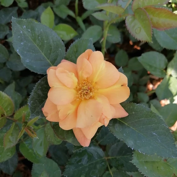 narancssárga ágyásrózsa Rosa Kordes Rortoroz
